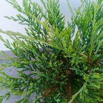Borievka plazivá (Juniperus horizontalis) ‘ANDORRA COMPACT’ – výška 20-30 cm, ⌀ 20-30 cm, kont. C3L